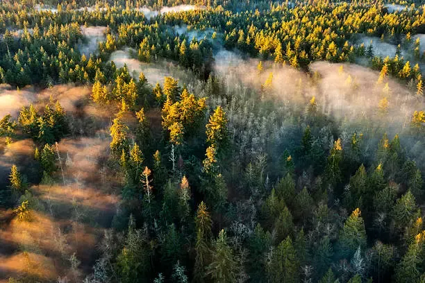 Arboretum de la forêt de la Jonchère en Haute-Vienne
