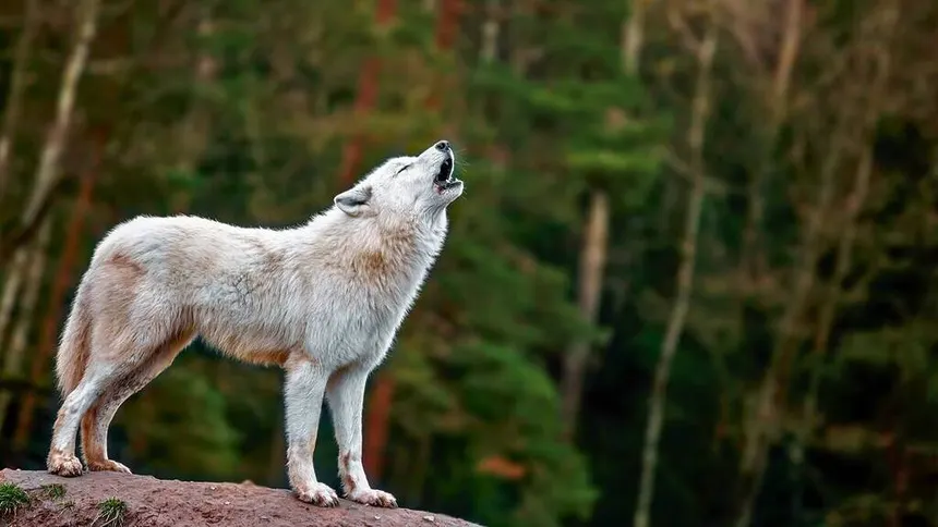 Activités en Haute-Vienne - Loups de Chabrières près de LaTerreduMilieu87